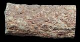 Triassic Woodworthia Petrified Log - Zimbabwe #45358-2